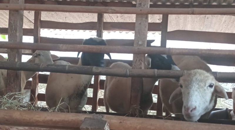 Dugaan Penyelewengan Ketahanan Pangan Hewani di Desa Cibatu: Sapi dan Domba Hilang