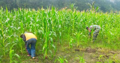 Meningkatkan Produktivitas Disektor Pertanian Babinsa Koramil 1311-03/Petasia Aktif Mendukung Kelompok Tani