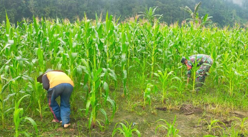 Meningkatkan Produktivitas Disektor Pertanian Babinsa Koramil 1311-03/Petasia Aktif Mendukung Kelompok Tani