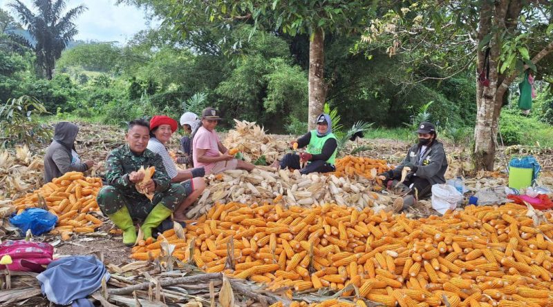 Bersama Kelompok Tani Serka Yaber Panen Jagung Di Desa Pamberea