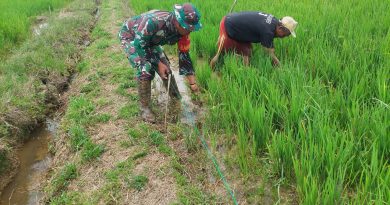 Babinsa Kodim 1311/Morowali Dampingi Petani Dalam Perawatan Padi Desa Peleru