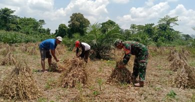 Dukungan TNI Kepada Masyarakat, Babinsa  Bersama Kelompok Tani Panen Kedelai Di Desa Lanumor