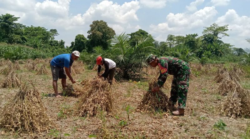 Dukungan TNI Kepada Masyarakat, Babinsa  Bersama Kelompok Tani Panen Kedelai Di Desa Lanumor