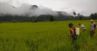 Meningkatkan Produktivitas Pertanian Babinsa terus Lakukan Pendampingan Di Wilayah Binaan