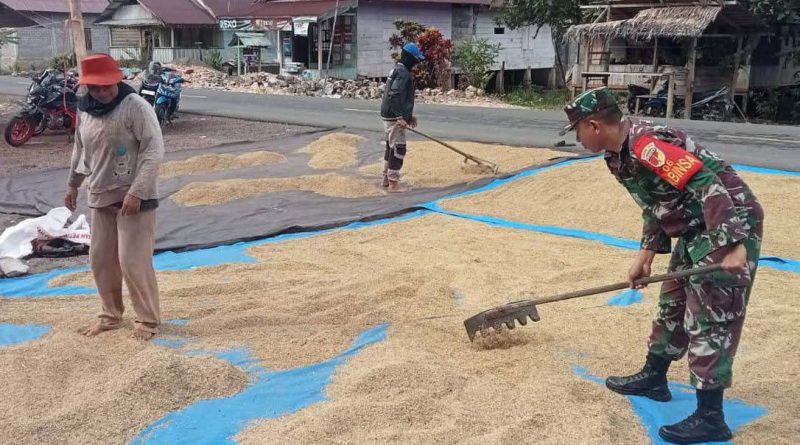 Koptu Deden Suryanmin Bantu Jemur Padi Warga Desa Baturube