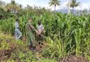 Babinsa Dampingi Petani Merawat Tanaman Jagung Di Desa Tirowangan Bawah