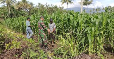 Babinsa Dampingi Petani Merawat Tanaman Jagung Di Desa Tirowangan Bawah