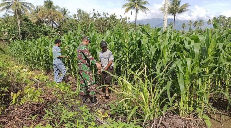 Babinsa Dampingi Petani Merawat Tanaman Jagung Di Desa Tirowangan Bawah