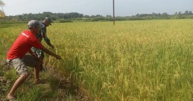 Mendukung Program Ketahanan Pangan Di Wilayah Bungku Utara  Babinsa Dampingi Petani Padi