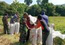 Babinsa Bantu Petani Panen Padi Di Desa Uemasi