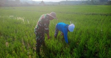 Pendampingan Ketahanan Pangan Desa Londi Serka Nasaruddin Disambut Baik Oleh Petani