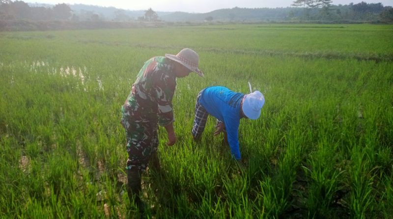 Pendampingan Ketahanan Pangan Desa Londi Serka Nasaruddin Disambut Baik Oleh Petani