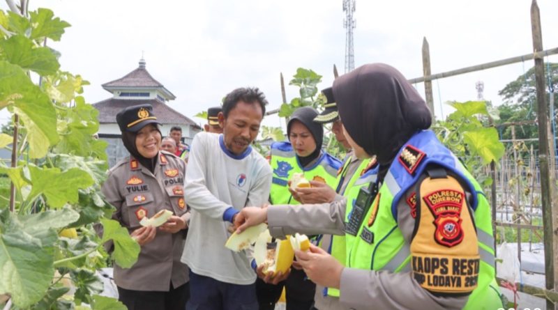 Kapolresta Cirebon Kunjungi Kebun Melon Milik Pak Herman