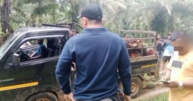 Terkuak! Sindikat Pencuri Sawit Gasak Rp 1,7 Miliar di Tanah Bumbu