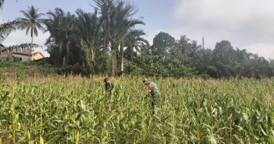 Dukung  Ketahanan Pangan Babinsa  Lakukan Pendampingan Kepada Masyarakat Peonea Dalam Perawatan Tanaman Jagung