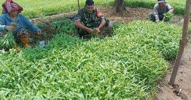 Dukung Ketahanan Pangan Di Morowali Serda Muh Saleng  Dampingi Kelompok Tani