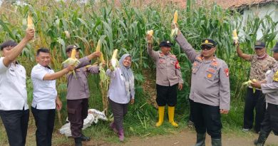 Panen Perdana! Kapolsek Pebayuran Sukses Panen Jagung dalam Mendukung Ketahanan Pangan Nasional