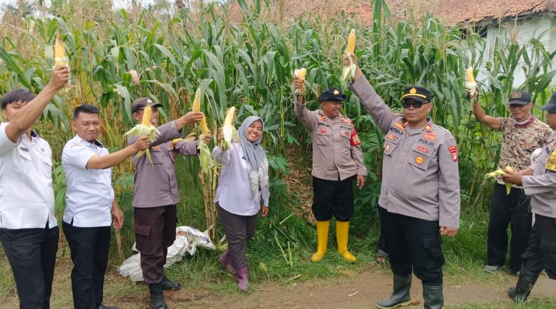 Panen Perdana! Kapolsek Pebayuran Sukses Panen Jagung dalam Mendukung Ketahanan Pangan Nasional