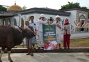 Idul Adha 1446H, IMIP Sebar  22 Ekor Sapi Qurban Di Morowali