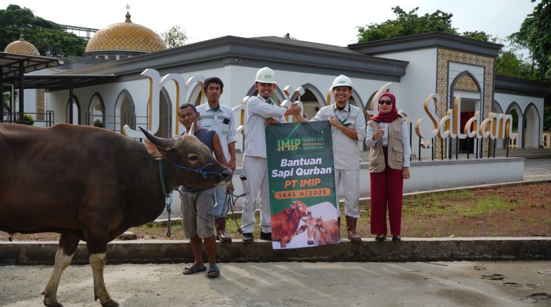 Idul Adha 1446H, IMIP Sebar  22 Ekor Sapi Qurban Di Morowali