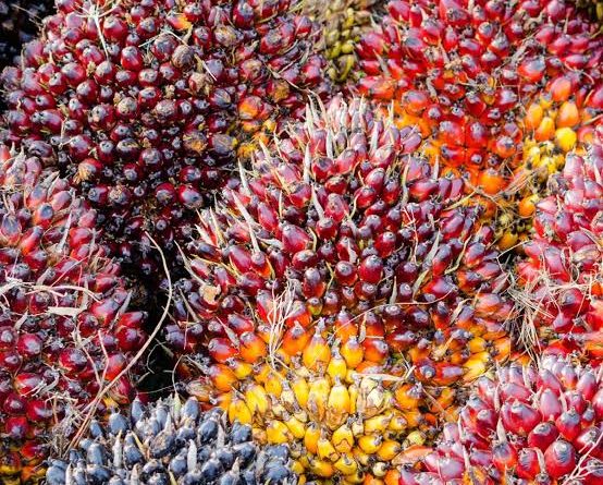 Ratusan Kilo Sawit ‘Menguap’ di Timbangan, Petani Sebamban Serukan Sidak dari Pemerintah