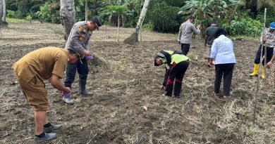 Dukung Swasembada Pangan Nasional  Polsek Wita Ponda Tanam Jagung Dukung  Di Desa Sampeantaba