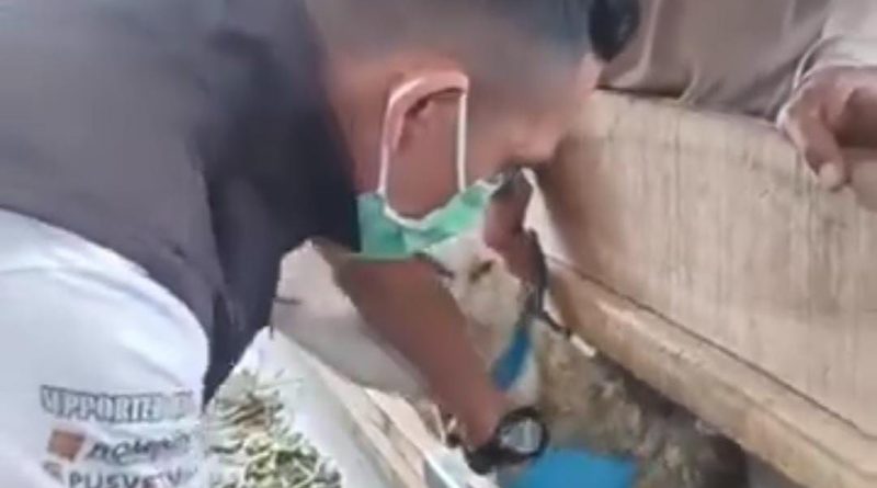 Dinas Peternakan Sukabumi Gelar Layanan Kesehatan Hewan untuk Ternak Domba di Sukaraja