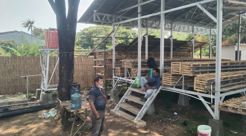 Bumdes Desa Mundu Pesisir Mengangkat Ayam Petelur Sebagai Fokus Pengembangan Usaha