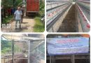 Diduga Proyek Siluman, Bantuan Ternak Ayam Aspirasi Dewan Fraksi NasDem di Koroncong Dipertanyakan