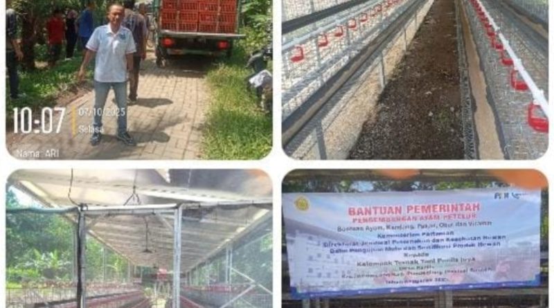 Diduga Proyek Siluman, Bantuan Ternak Ayam Aspirasi Dewan Fraksi NasDem di Koroncong Dipertanyakan