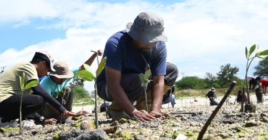 Tanam 10.000 Mangrove Di Teluk Palu, IMIP Melibatkan Generasi Muda