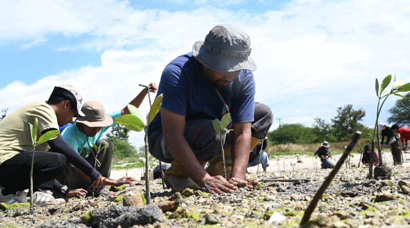 Tanam 10.000 Mangrove Di Teluk Palu, IMIP Melibatkan Generasi Muda