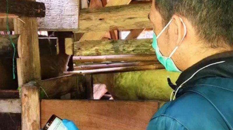 Dinas Peternakan Kabupaten Sukabumi Gelar Pelayanan Kesehatan Hewan 90 Ekor Domba Di 2 Desa