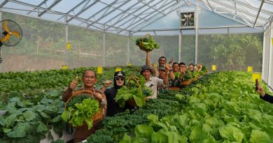 Hidroponik Binaan PT IMIP, Pacu Ketahanan Pangan, Tingkatkan Ekonomi Warga